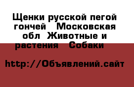 Щенки русской пегой гончей - Московская обл. Животные и растения » Собаки   